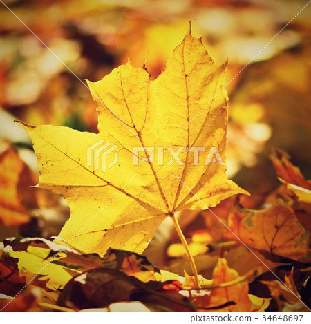 Autumn. Beautiful colorful leaves on in autumn. 34648697