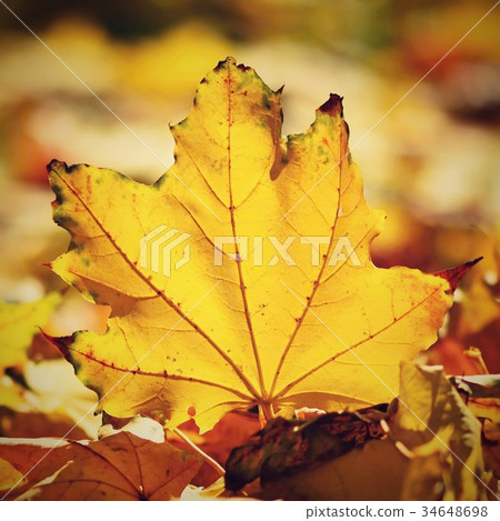 Autumn. Beautiful colorful leaves on in autumn. 34648698