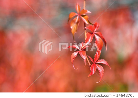 Autumn. Beautiful colorful leaves on in autumn. 34648703