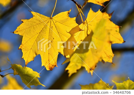 Autumn. Beautiful colorful leaves on in autumn. Autumn. Beautiful colorful leaves on in autumn. 34648706