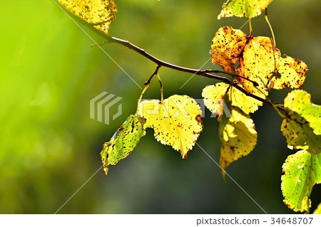 Autumn. Beautiful colorful leaves on in autumn. Autumn. Beautiful colorful leaves on in autumn. 34648707