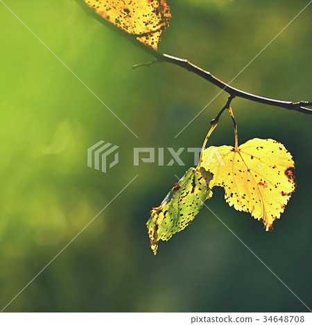 Autumn. Beautiful colorful leaves on in autumn. 34648708