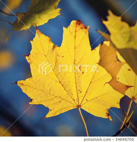 Autumn. Beautiful colorful leaves on in autumn. Autumn. Beautiful colorful leaves on in autumn. 34648709