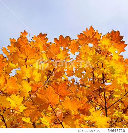 Autumn. Beautiful colorful leaves on in autumn. 34648710