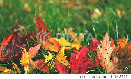 Autumn. Beautiful colorful leaves on in autumn. 34648712