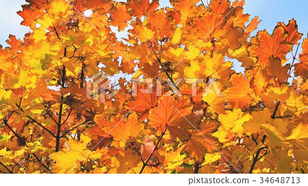 Autumn. Beautiful colorful leaves on in autumn. 34648713