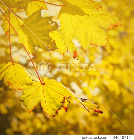 Autumn. Beautiful colorful leaves on in autumn. Autumn. Beautiful colorful leaves on in autumn. 34648714