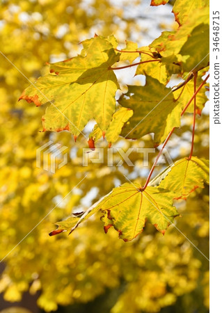 Autumn. Beautiful colorful leaves on in autumn. 34648715