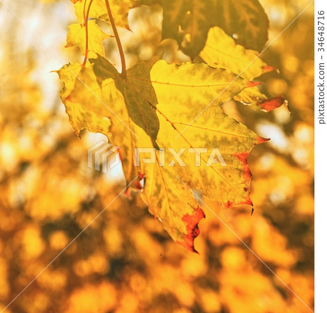 Autumn. Beautiful colorful leaves on in autumn. 34648716