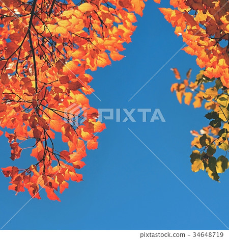 Autumn. Beautiful colorful leaves on in autumn. 34648719