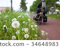 dandelion 34648983