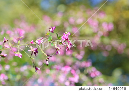Hagi flower Hagi flower 34649056