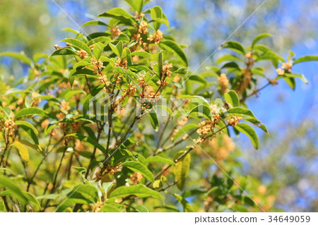 Kinmokusei花 34649059