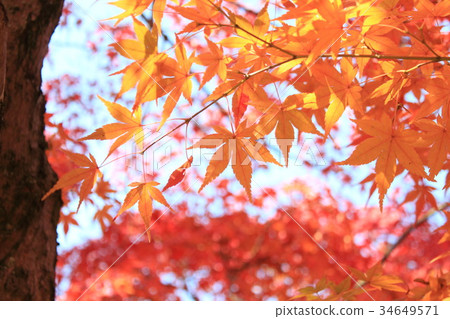 The beginning of autumn The beginning of autumn 34649571