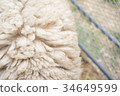 Sheep's hair 34649599