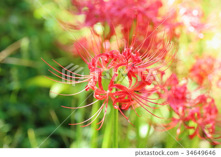 Higa bana flowers 34649646