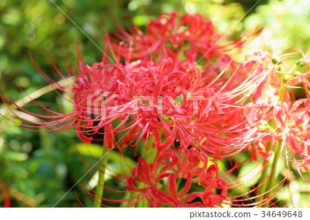 Higa bana flowers 34649648