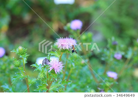 Himalayan flower 34649649