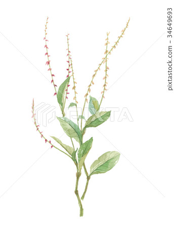 Mizuhiki Mizuhiki 34649693