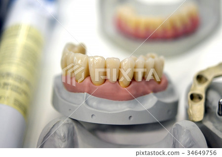 model of human teeth 34649756