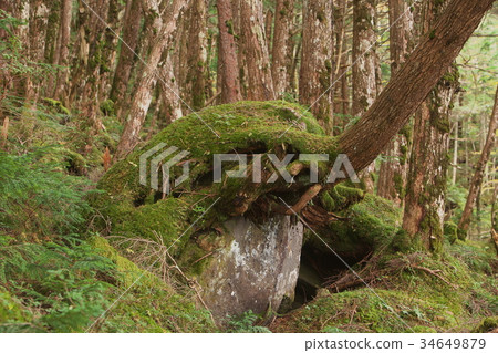 Rock that looked like an elephant Rock that looked like an elephant 34649879