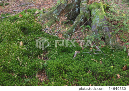 Persimmon around stump Persimmon around stump 34649880