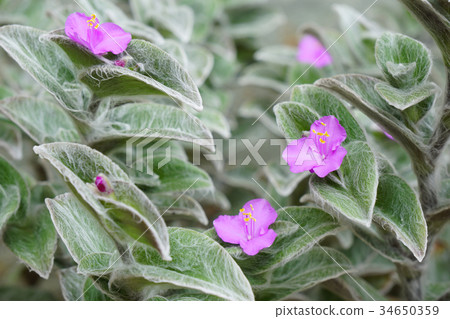 Cute flowers-1 of Tsuyuksa's companion "Trade SCANTIA Sylà Montana" 34650359