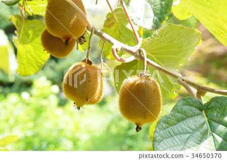 Kiwi that looked delicious was hanging on the shelf,-4 Kiwi that looked delicious was hanging on the shelf,-4 34650370