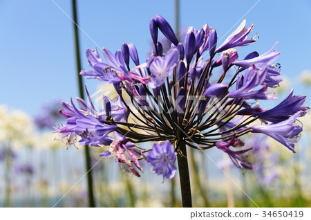 A field of Triteleia laxa A field of Triteleia laxa 34650419