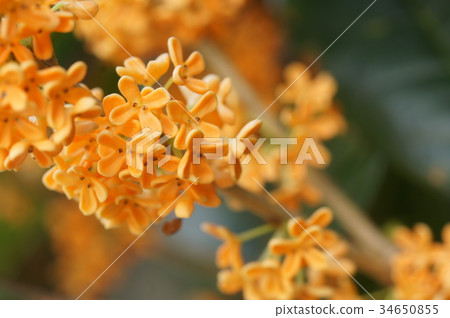 Kinmokusei Kinmokusei 34650855