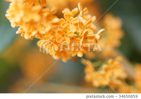 Kinmokusei Kinmokusei 34650859