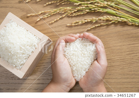新鮮的米飯和米飯耳朵和孩子們的手 新鮮的米飯和米飯耳朵和孩子們的手 34651267