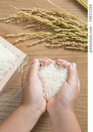 新鮮的米飯和米飯耳朵和孩子們的手 34651268