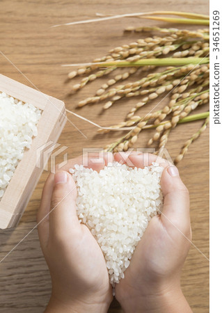 新鮮的米飯和米飯耳朵和孩子們的手 新鮮的米飯和米飯耳朵和孩子們的手 34651269