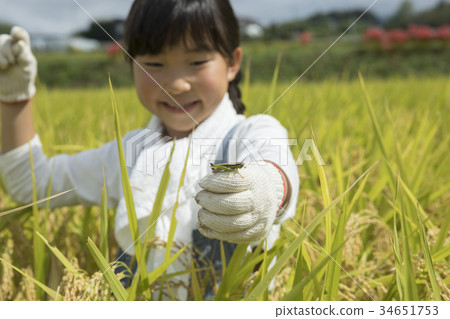 Child catching koban inago while harvesting rice 34651753