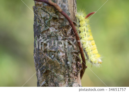 蘋果鐵杉幼蟲毛蟲害蟲毒蛾 蘋果鐵杉幼蟲毛蟲害蟲毒蛾 34651757