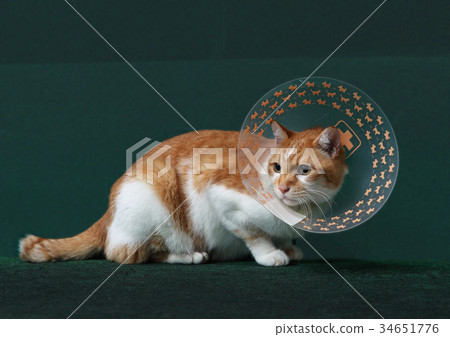 Cat returned from the hospital 34651776