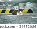 汕頭野貓 34652086
