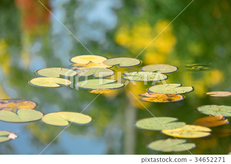 lilies in a water at autumn season lilies in a water at autumn season 34652271