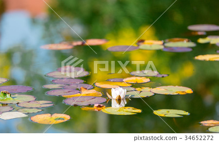 lilies in a water at autumn season lilies in a water at autumn season 34652272