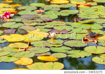 lilies in a water at autumn season lilies in a water at autumn season 34652273