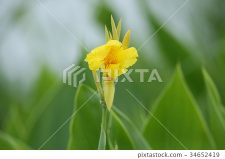 Canna 34652419