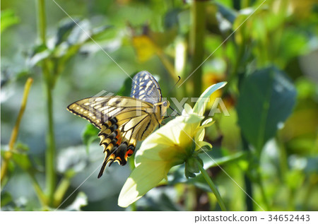 Dahlia flower and swallowtail butterfly Dahlia flower and swallowtail butterfly 34652443