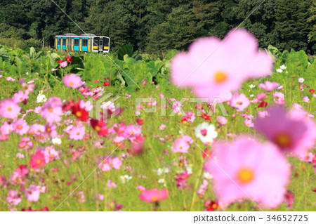 Water county line "cosmos flower and train" 34652725