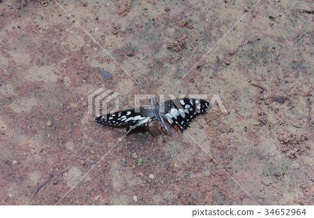 Butterflies are moulting on the ground Butterflies are moulting on the ground 34652964