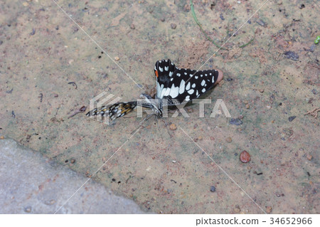 Butterflies are moulting on the ground Butterflies are moulting on the ground 34652966