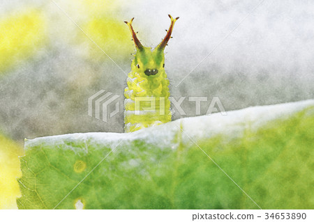 Omurasaki毛蟲偉大的紫色皇帝例證 34653890