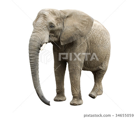 African elephant with clipping path  34655059