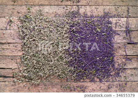Concept Two Herbs Violet Sage Flowers Green Mint 34655379