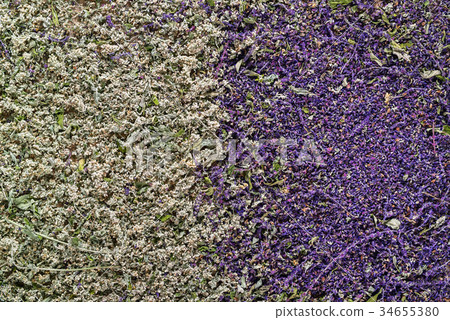 Space Herbs Violet Sage Flowers Green Mint Leaves 34655380